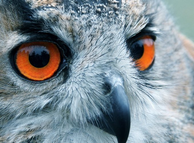 Wallpaper Owl, look, eyes, macro, Animals 2595910854